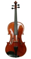 Viola